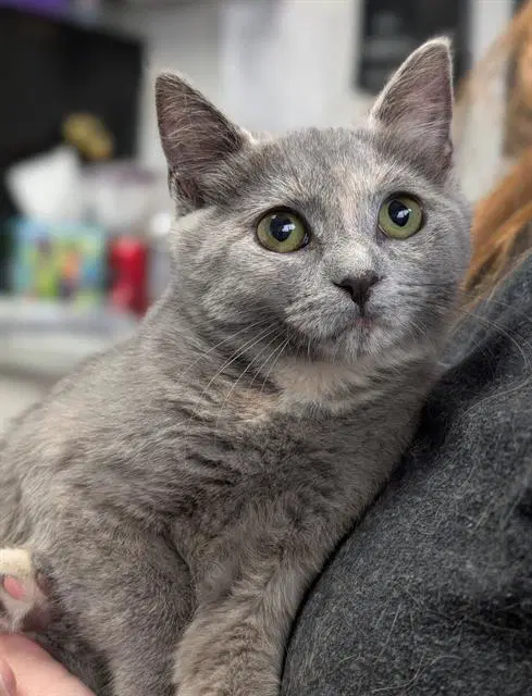 Connita - Domestic Short Hair