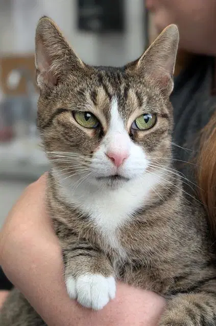 Amy - Domestic Short Hair
