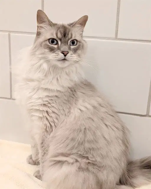 Sapphire O'lona - Siamese