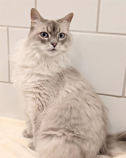 Sapphire O'lona