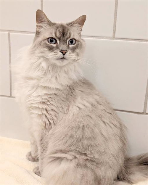 picture of the cat needing adoption
