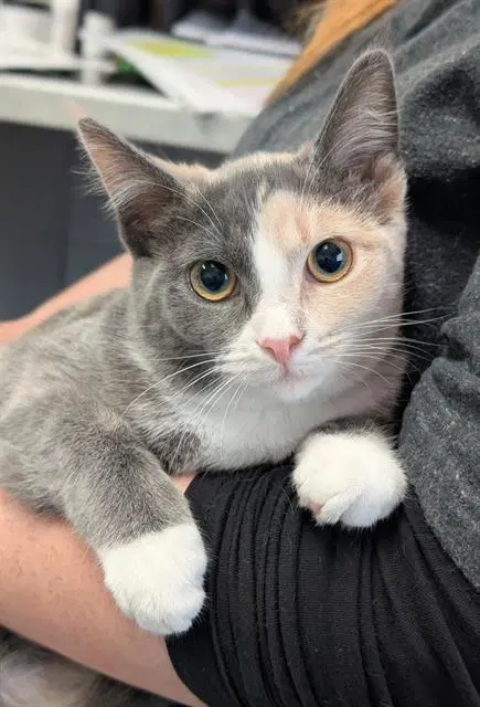 Ashley - Domestic Short Hair