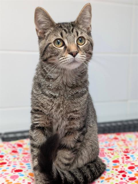 STEVE, a cat for adoption from Angels for Animals, Inc.