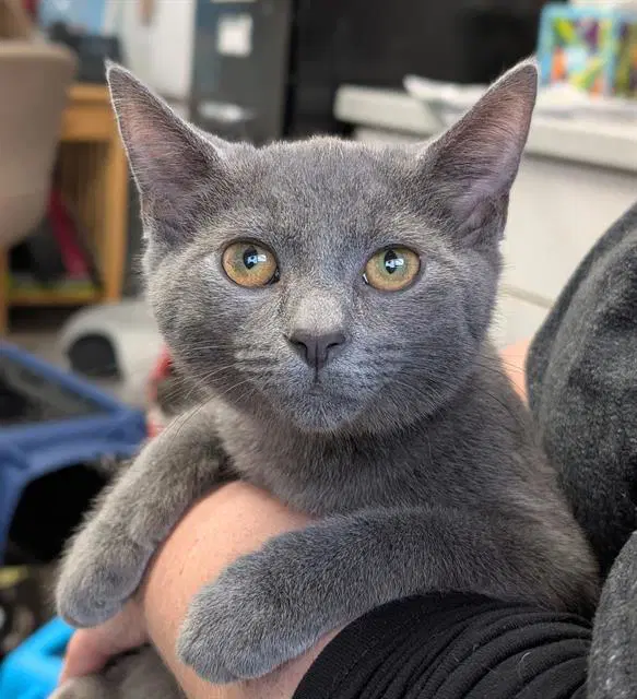 Fred - Domestic Short Hair