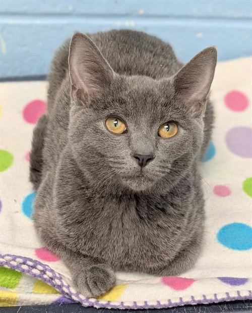 FRED, a cat for adoption from Angels for Animals, Inc.