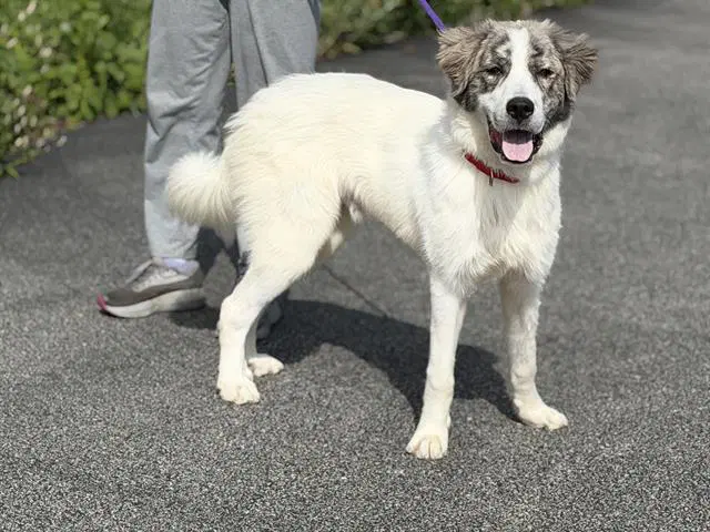 Badger - Great Pyrenees
