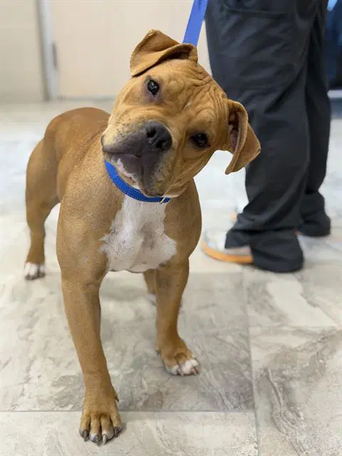 Meatball - Chinese Shar-Pei