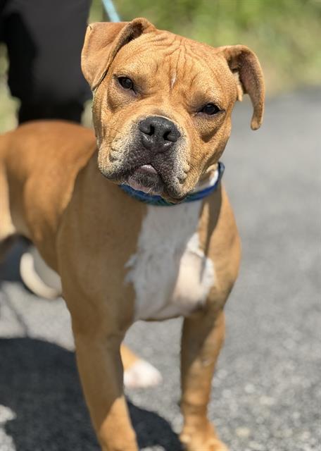 picture of the dog needing adoption
