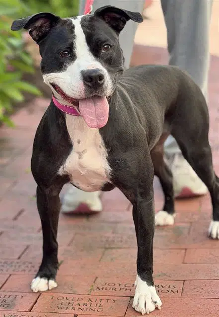 Victoria - American Bully