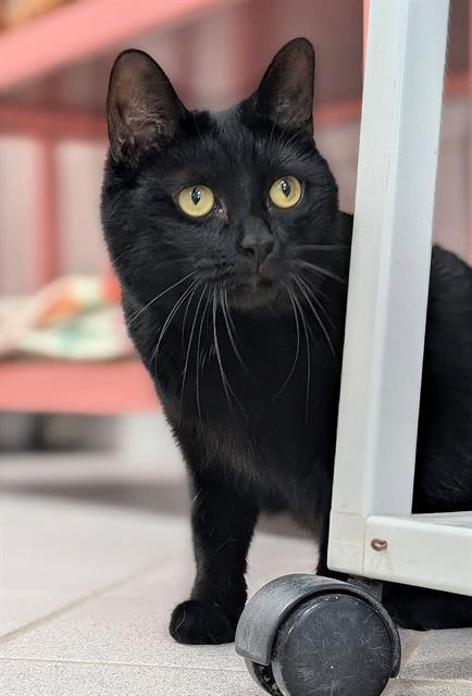 SYLVIA, a cat for adoption from Angels for Animals, Inc.