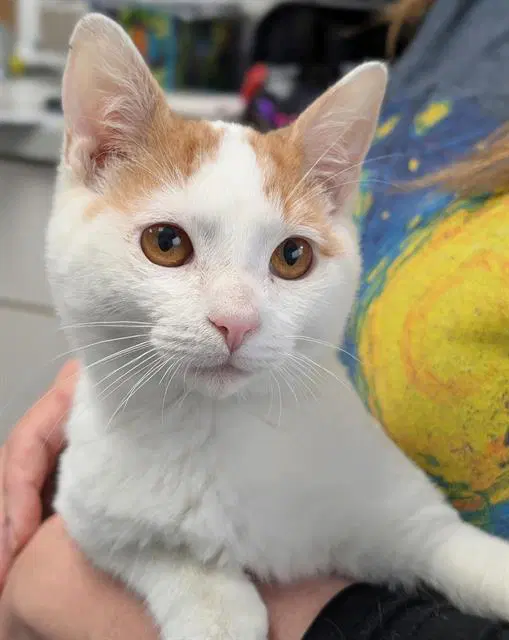 Novice - Domestic Short Hair