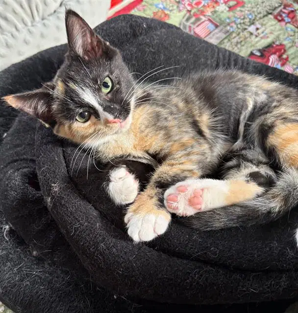 Betty Boop - Domestic Short Hair