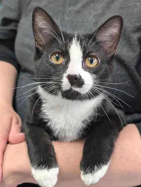 Charlie - Domestic Short Hair