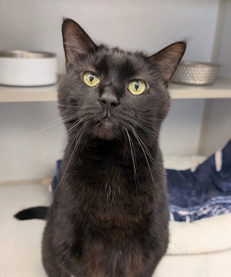 BAGHEERA