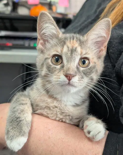 Jess - Domestic Short Hair