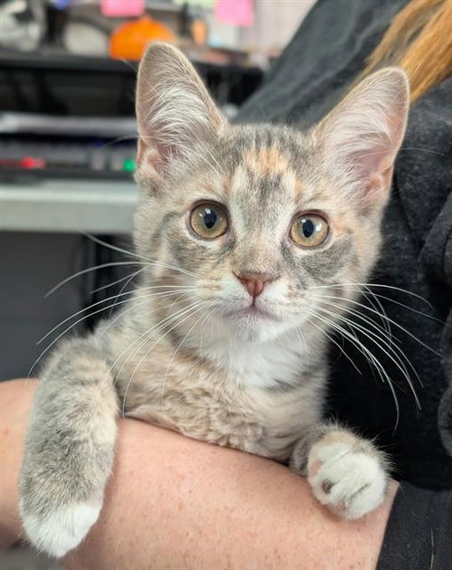 picture of the cat needing adoption