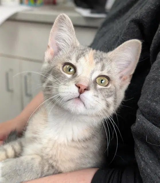 Cece - Domestic Short Hair