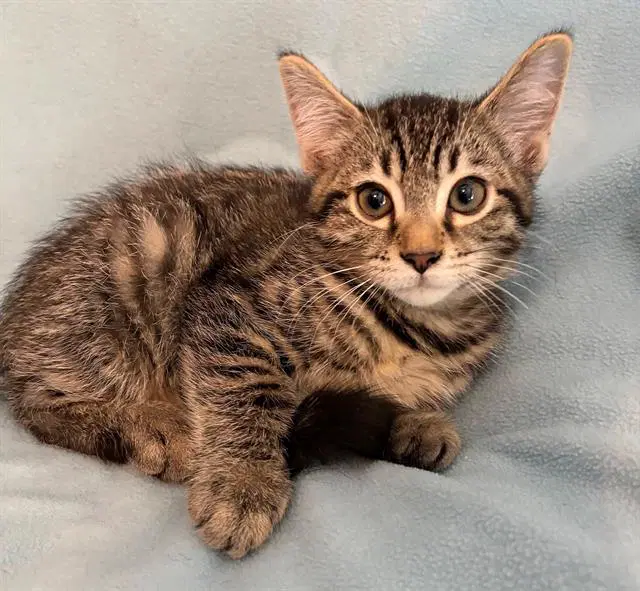Chewbacca - Domestic Short Hair