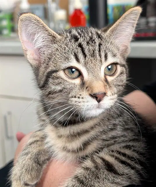 Chewbacca - Domestic Short Hair