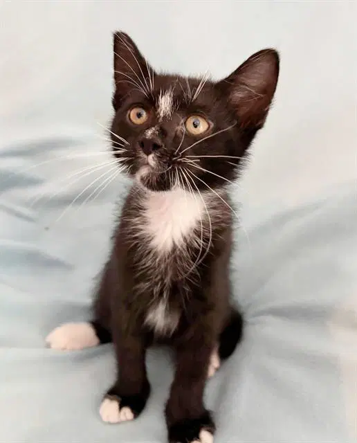 Darth Vader - Domestic Short Hair