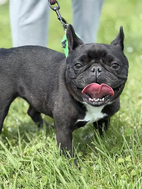 Evie - French Bulldog