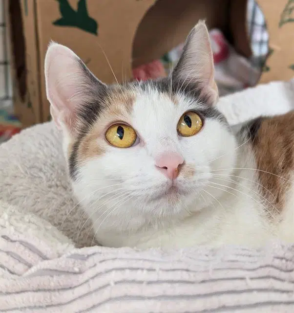 Cinnamon - Domestic Short Hair