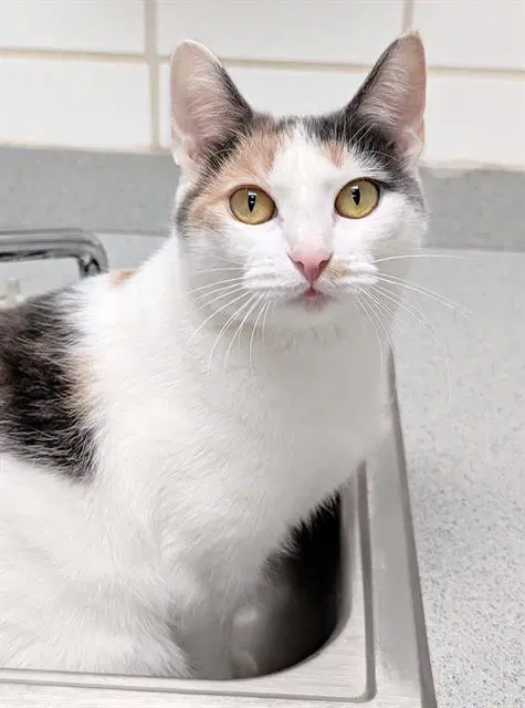 Cinnamon - Domestic Short Hair