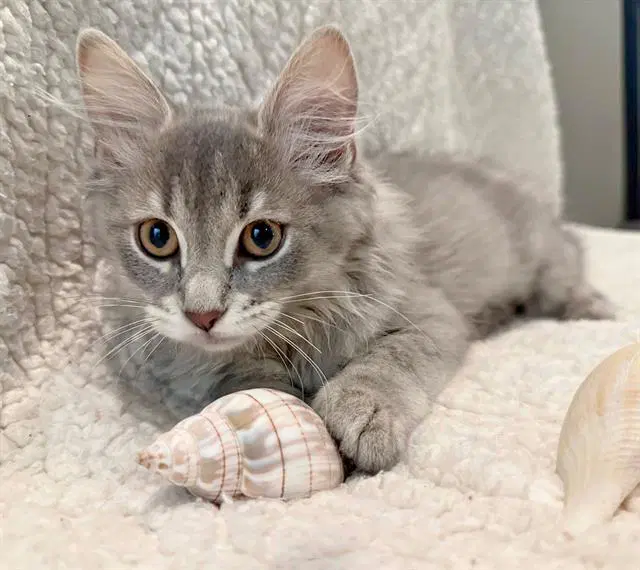 Ocean - Domestic Short Hair