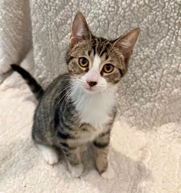 Haymitch - Domestic Short Hair