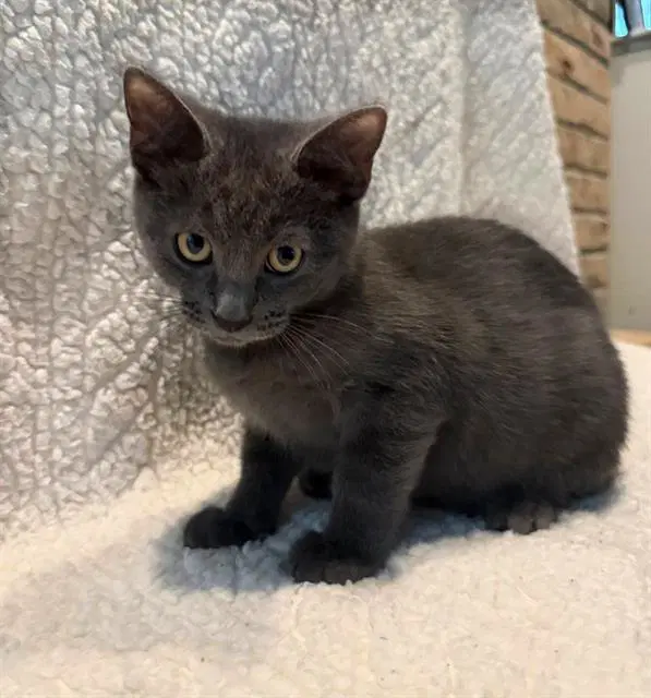 Captain - Domestic Short Hair