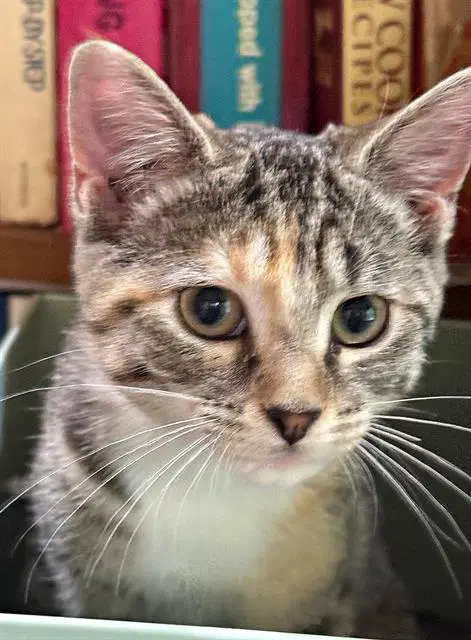 Pricilla - Domestic Short Hair