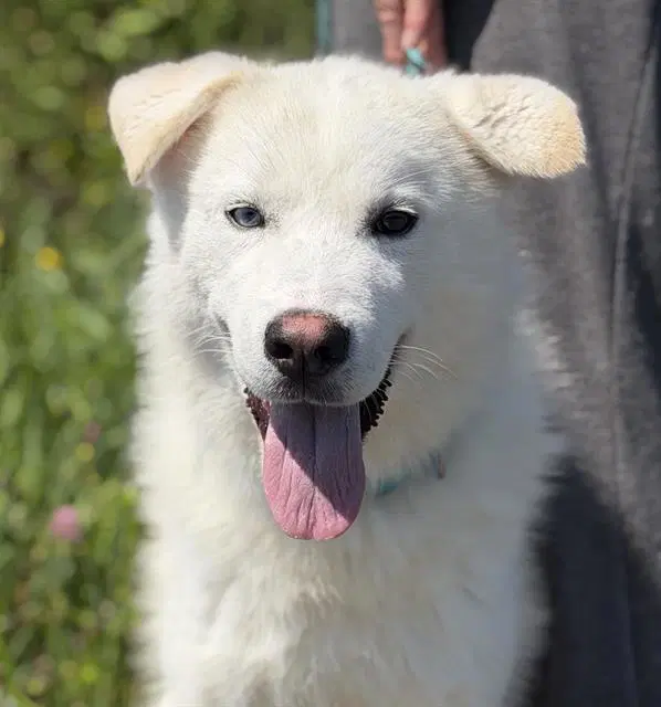 Jonah - Siberian Husky
