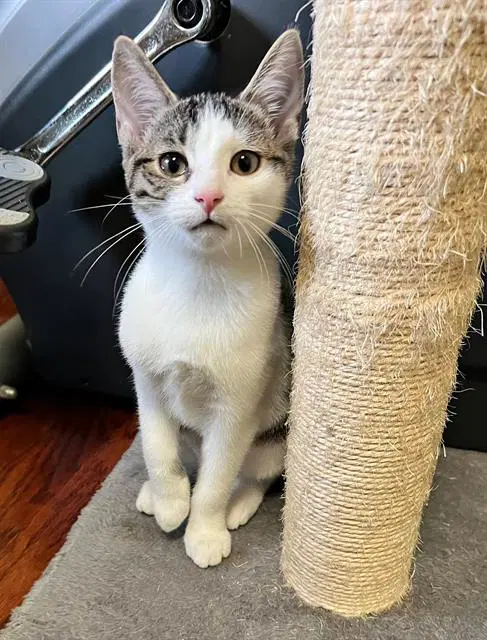 May - Domestic Short Hair