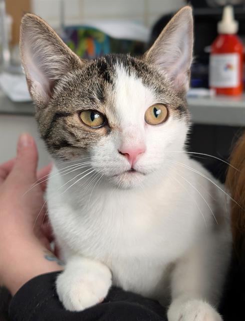 MAY, a cat for adoption from Angels for Animals, Inc.