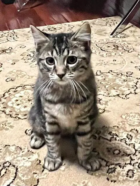 Shiloh - Domestic Long Hair