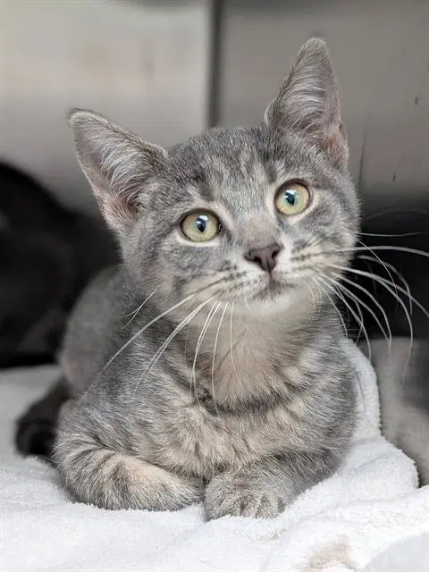Bubbles - Domestic Short Hair
