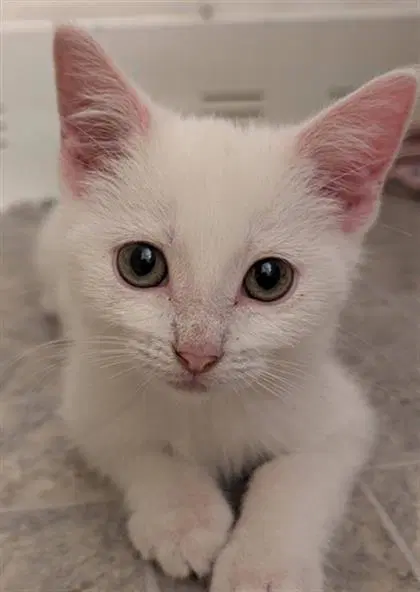 Ziggy - Domestic Short Hair