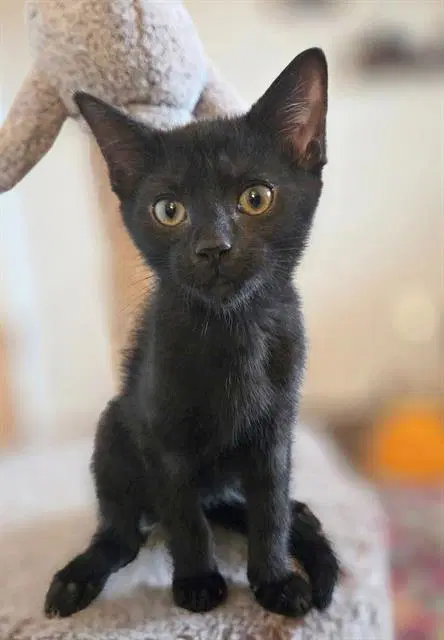 Zag - Domestic Short Hair