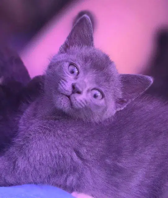 Zoom - Domestic Short Hair