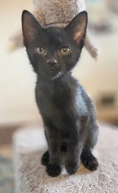 Zig - Domestic Short Hair
