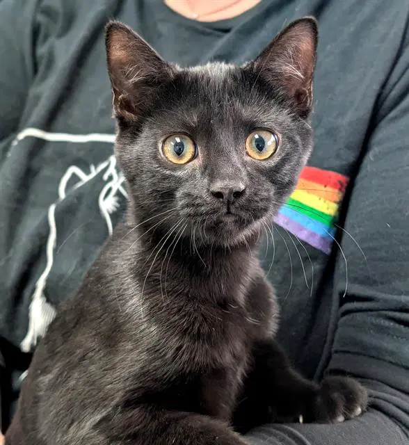 Zig - Domestic Short Hair