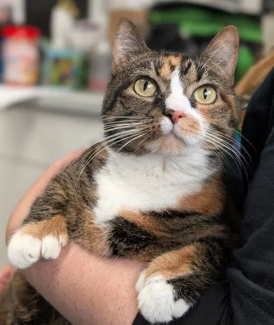Moana - Domestic Short Hair