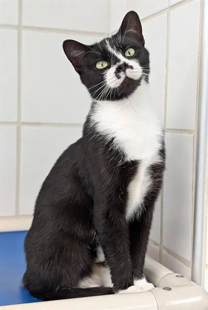 Shortbread - Domestic Short Hair