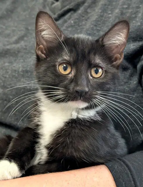 Tina - Domestic Short Hair