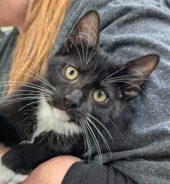 Oakie - Domestic Short Hair