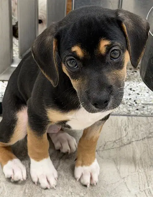 Loretta - Beagle