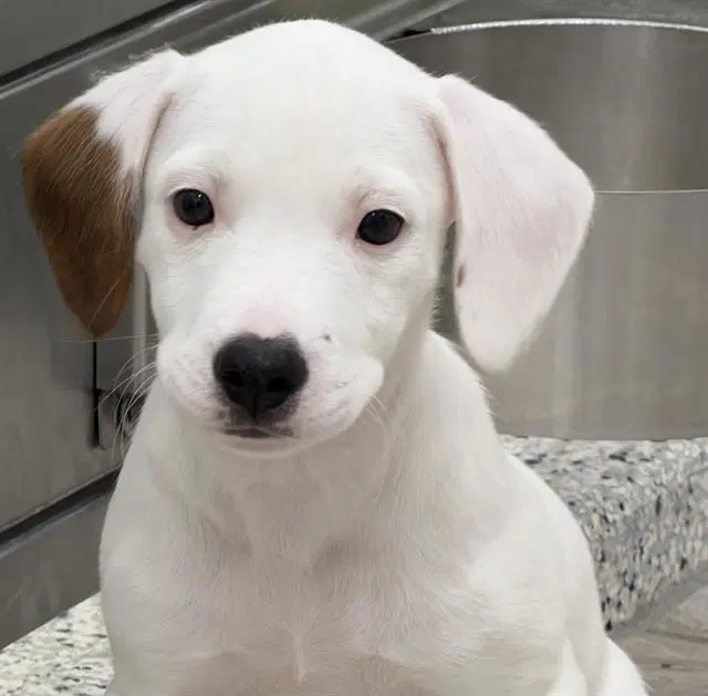 Patsy - Beagle