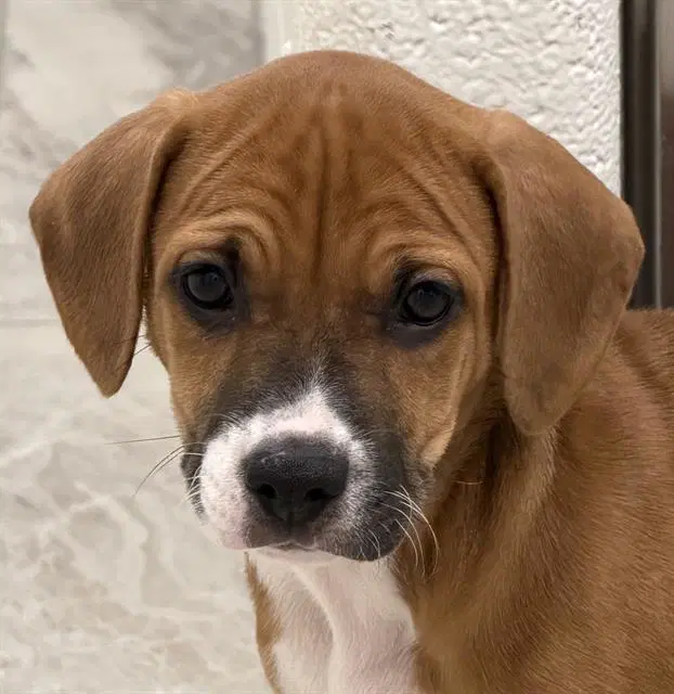 Kitty - Beagle