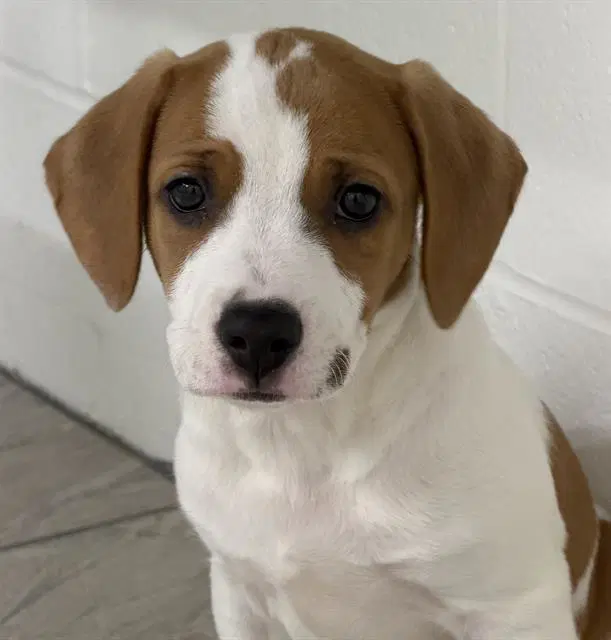 Hank - Beagle