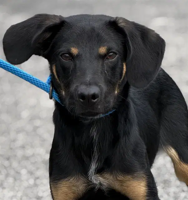 Chaplin - German Shepherd Dog
